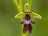fliegenragwurz-2