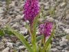 fleischfarbenes-knabenkraut-53